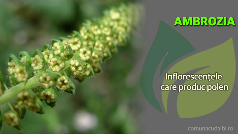 Ambrosia Inflorescenţele care produc polen Comuna Cudalbi_800x450
