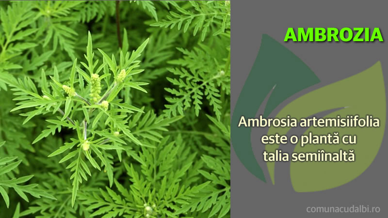 Ambrosia artemisiifolia este o plantă anuală Comuna Cudalbi_800x450